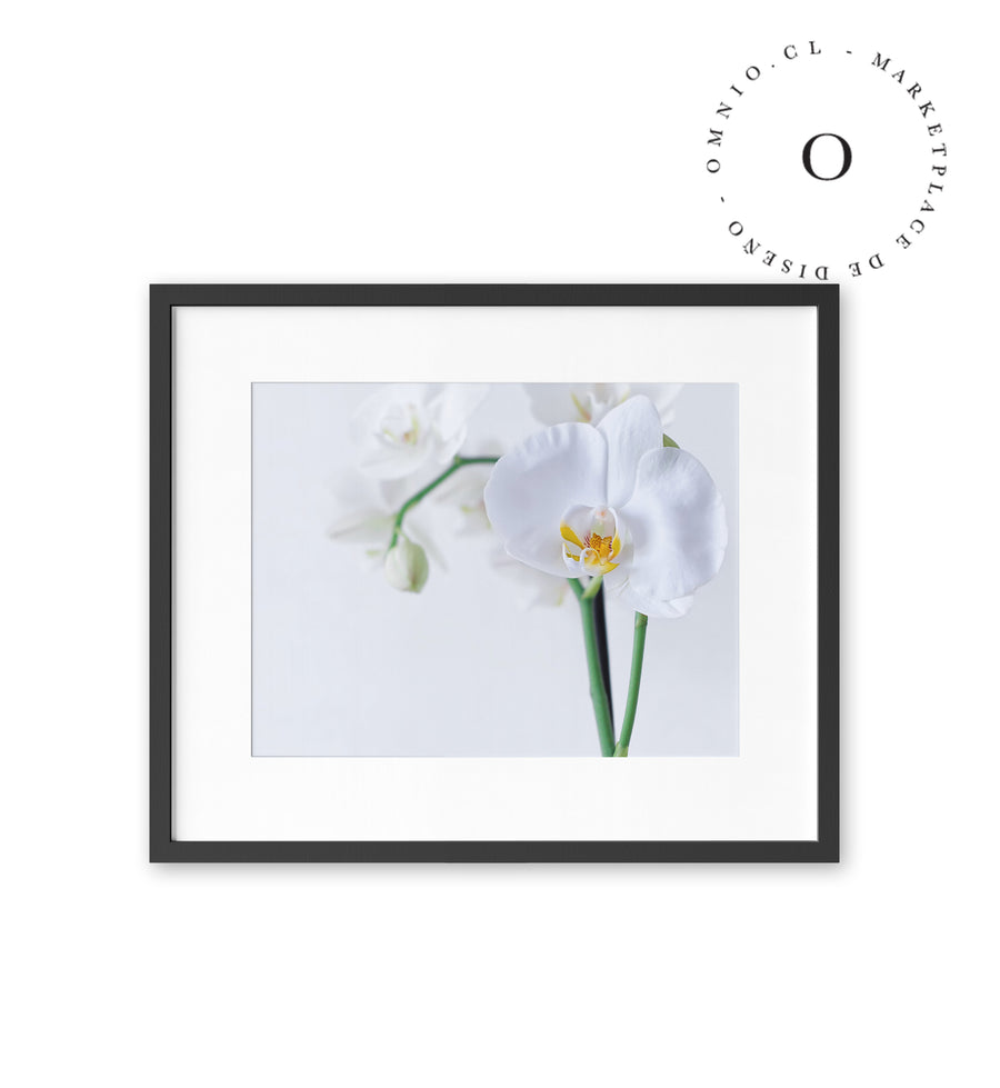 White Orchid Cuadro