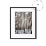 Bosque Nevado Cuadro