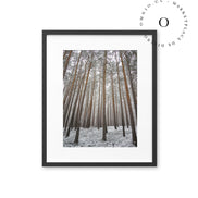 Bosque Nevado Cuadro
