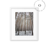 Bosque Nevado Cuadro