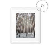 Bosque Nevado Cuadro
