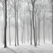 Silent Forest