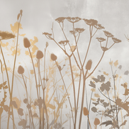 Soft Autumn