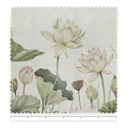Lovely Water Lillies