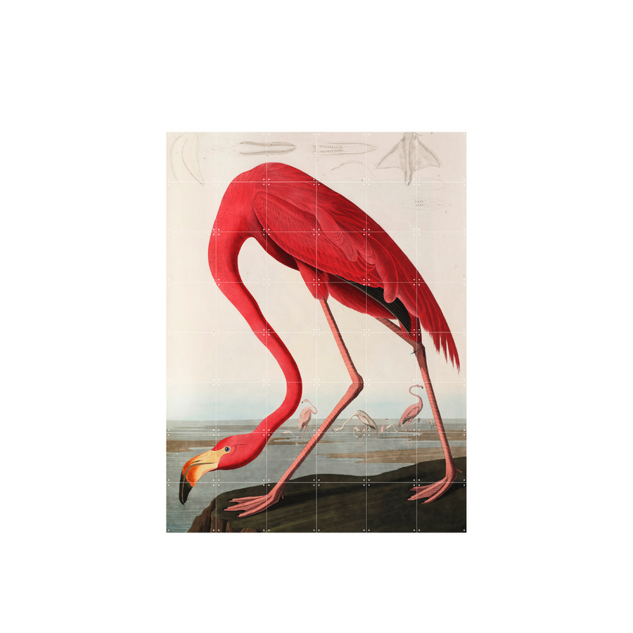 Cuadro Decorativo IXXI Flamingo Audubon