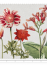 Classic Red Flower