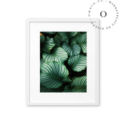 Calathea Ornata Cuadro