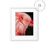 Flamingo Cuadro