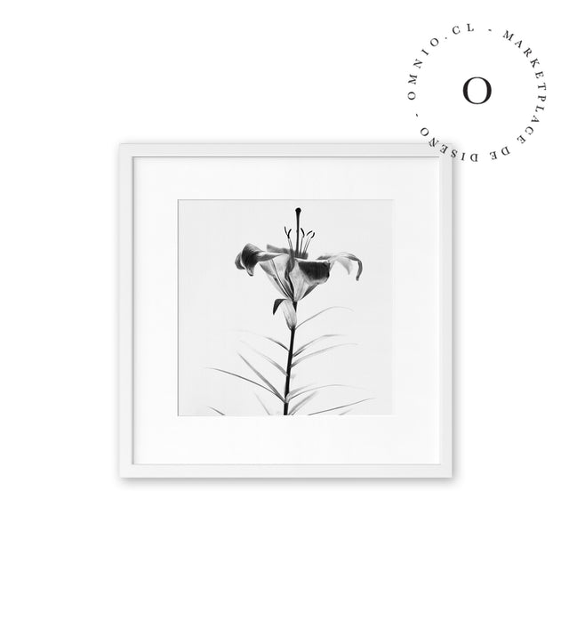 Flower Cuadro