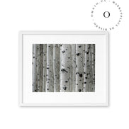 Forest Cuadro