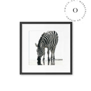 Stripe