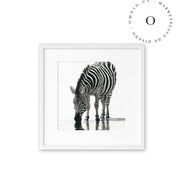 Stripe