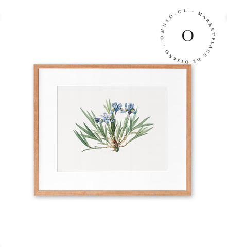 Blue Iris