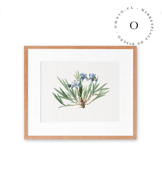 Blue Iris