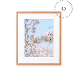 Soft Cerezo II Cuadro