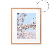 Soft Cerezo II Cuadro