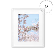 Soft Cerezo II Cuadro
