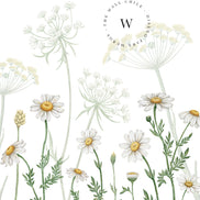 Dazzling Daisies