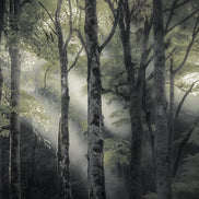 Quillin Forest