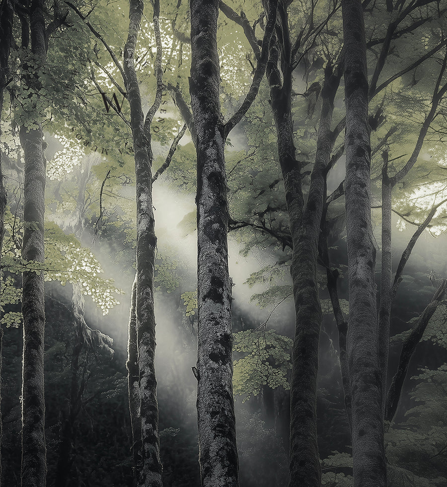 Quillin Forest