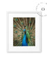 Pavo Real Cuadro