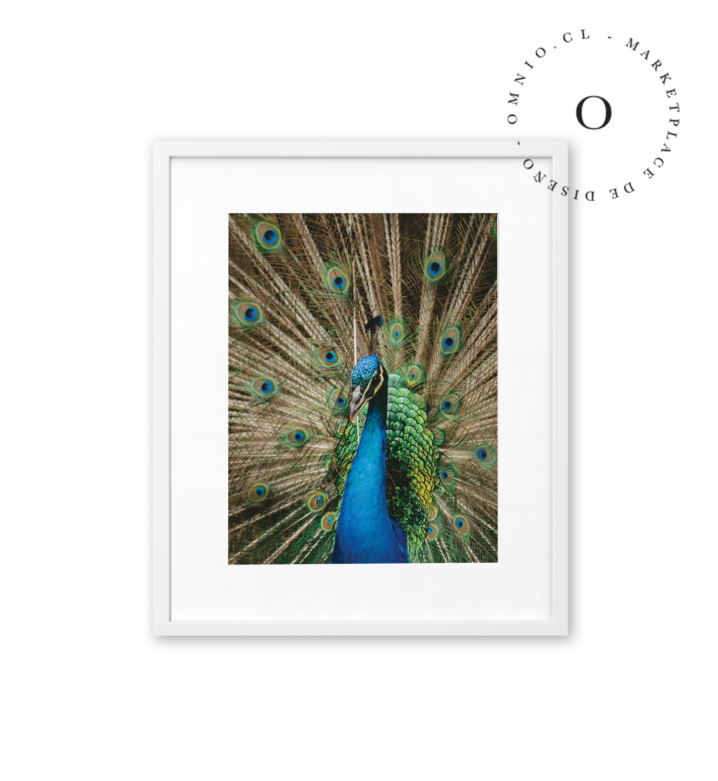 Pavo Real Cuadro