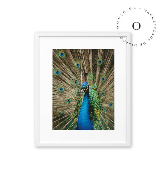 Pavo Real Cuadro