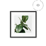 Simple Leaf II Cuadro