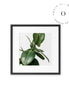 Simple Leaf II Cuadro