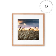 Wheat Fields Cuadro