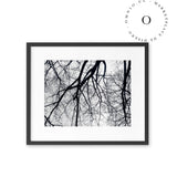 Black and White Branch Cuadro