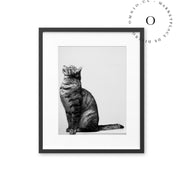 Black and White Cat Cuadro
