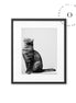 Black and White Cat Cuadro