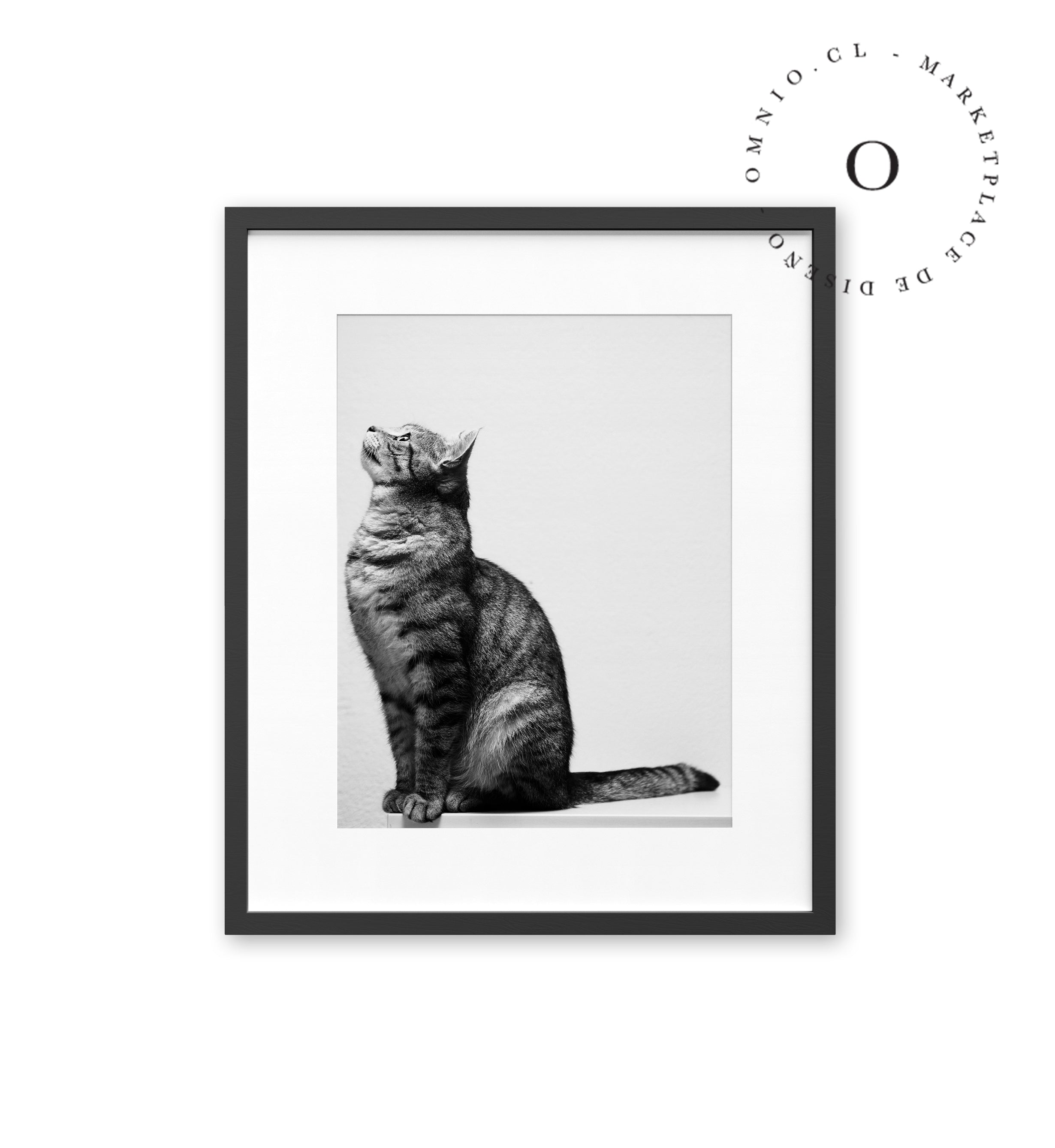 Black and White Cat Cuadro