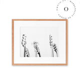 Black and White Guitars Cuadro