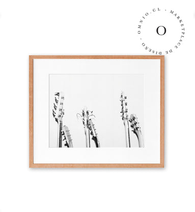 Black and White Guitars Cuadro