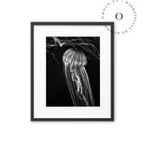Black and White Jellyfish Cuadro