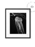 Black and White Jellyfish Cuadro