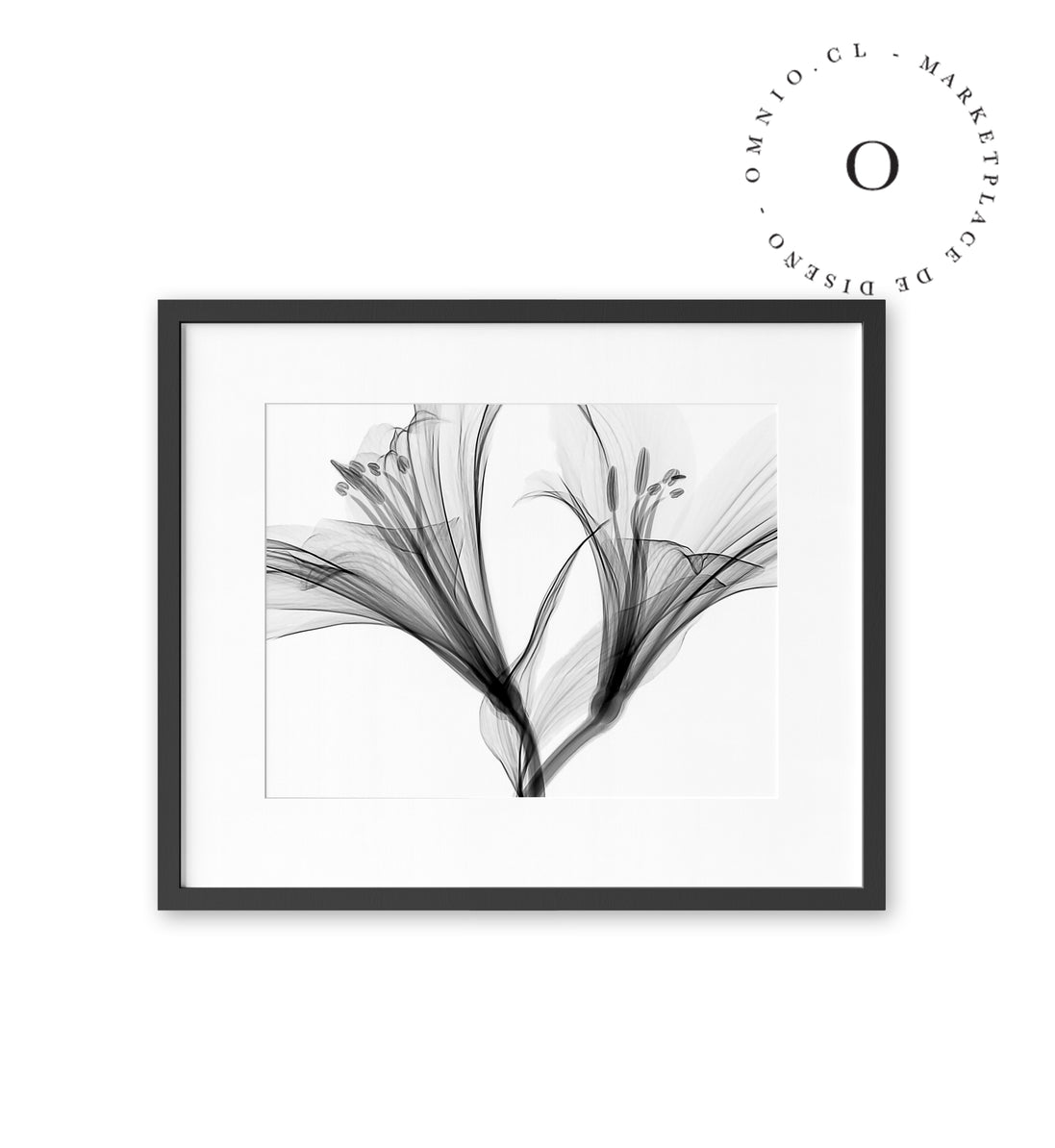 Black and White Lilium Cuadro