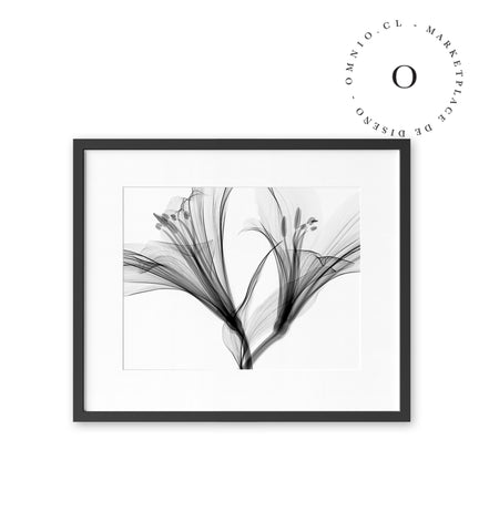 Black and White Lilium Cuadro