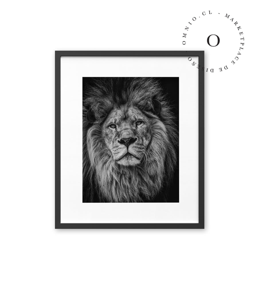 Black and White Lion Cuadro