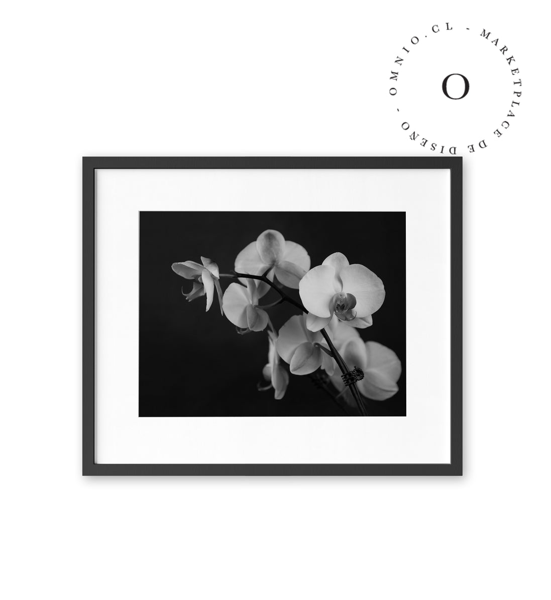 Black and White Orchid Cuadro