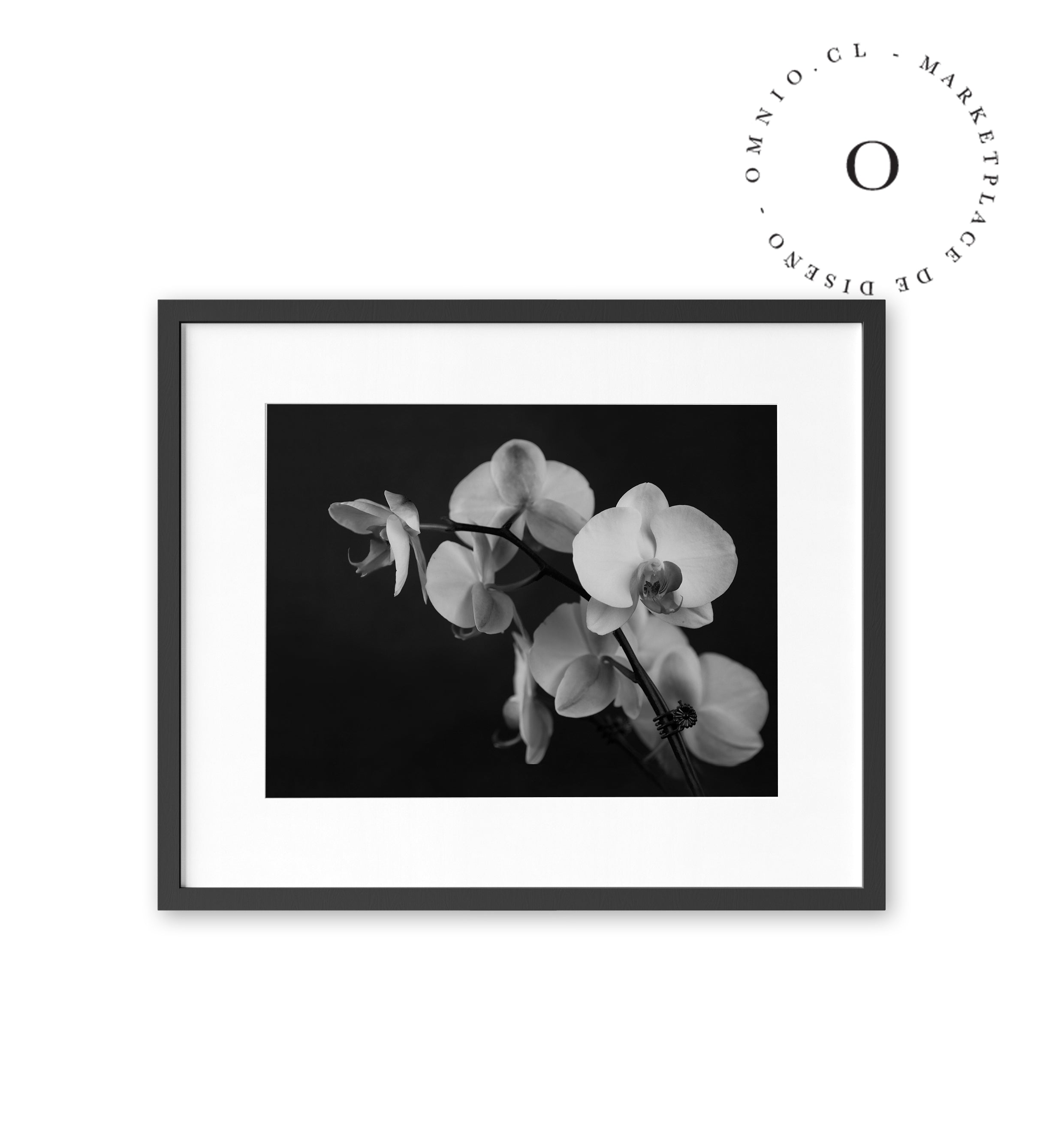 Black and White Orchid Cuadro