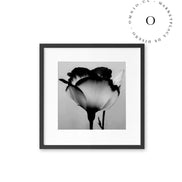 Black and White Rose Cuadro