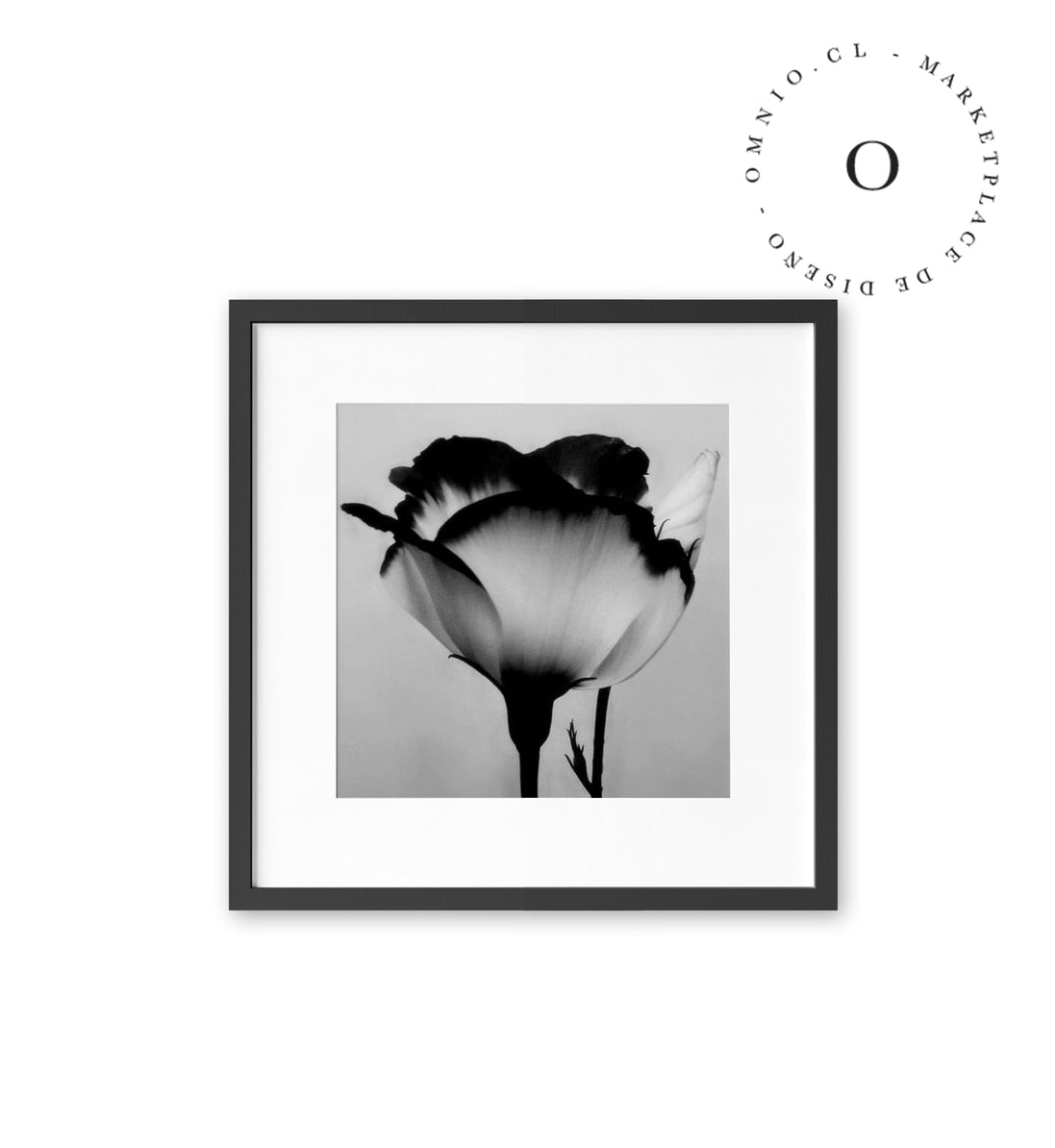 Black and White Rose Cuadro