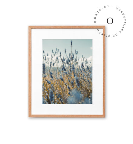 Blue Lavander Cuadro