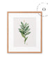 Botanical Cuadro