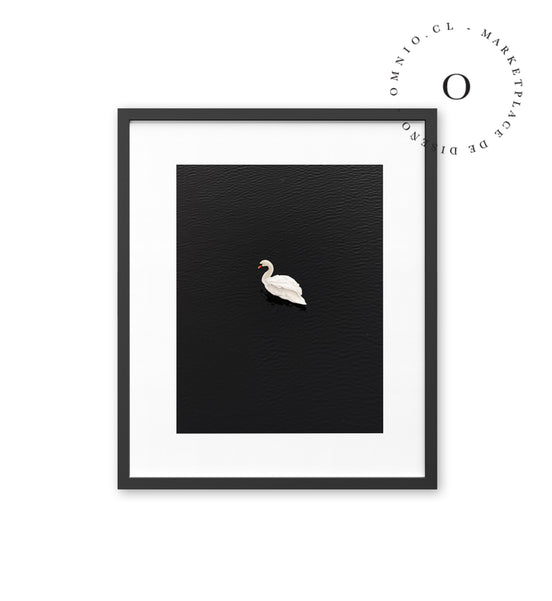 Cisne Blanco Cuadro
