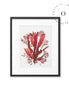 Coral Cuadro