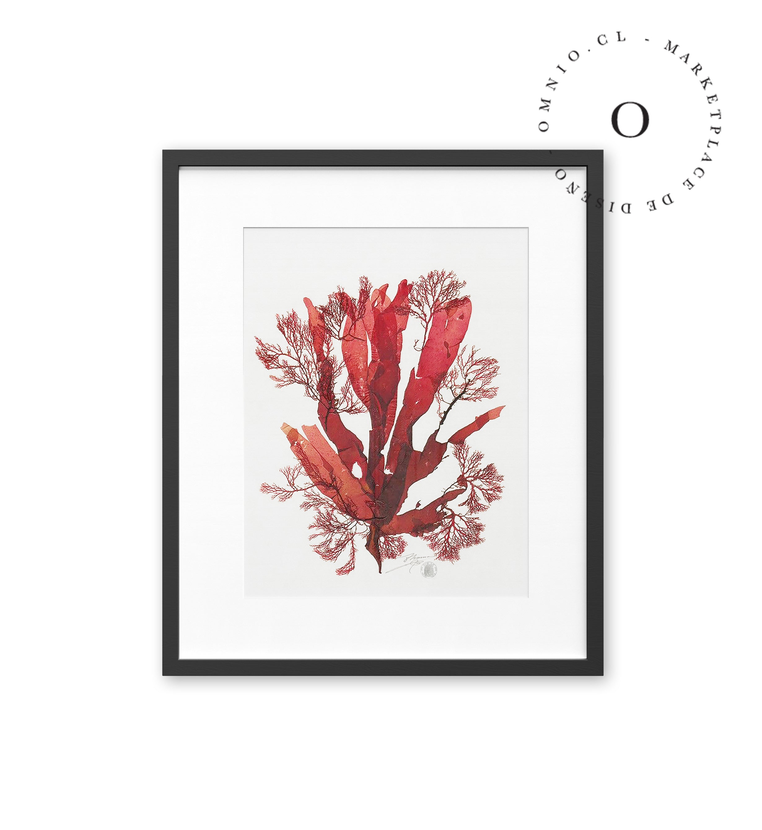 Coral Cuadro